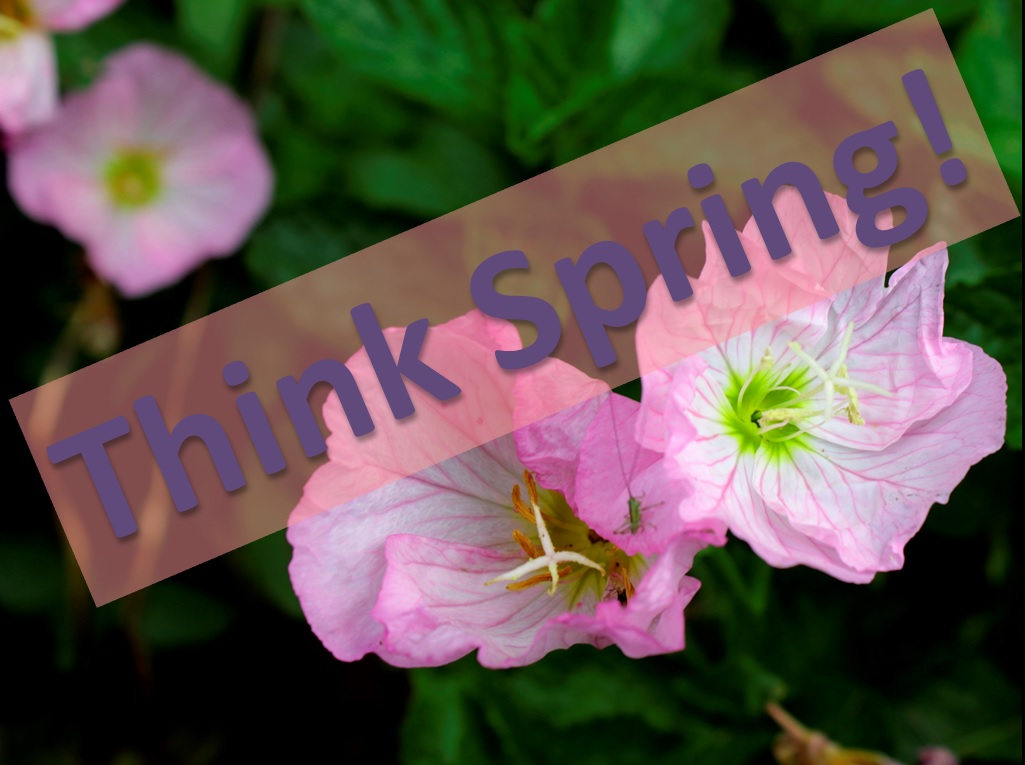 ThinkSpring Flowers